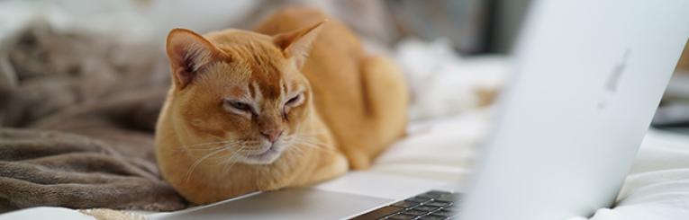 Imagen de portada: gato con ordenador